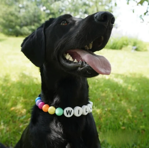 The True Paws: Friendship Bracelet